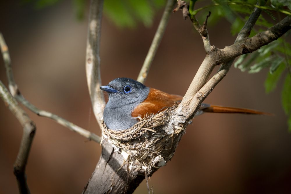 Female Paradise Fly Catcher