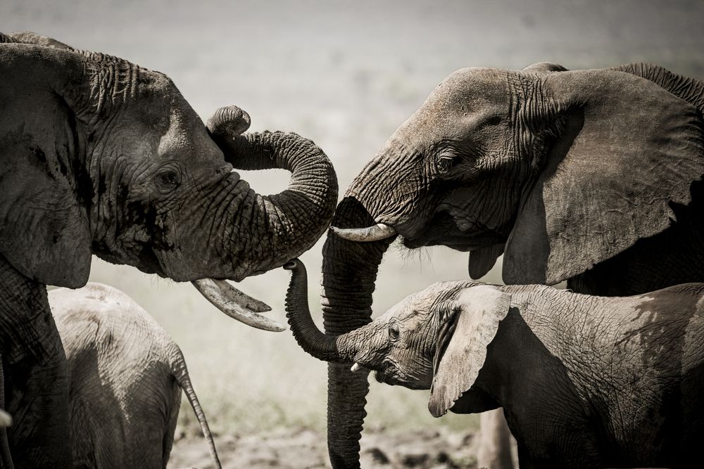 Elephant Herd, Madikwe