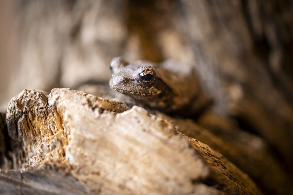 Frog, Madikwe