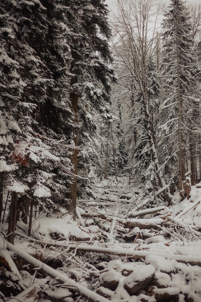 Фотография автора Нина Зайцева