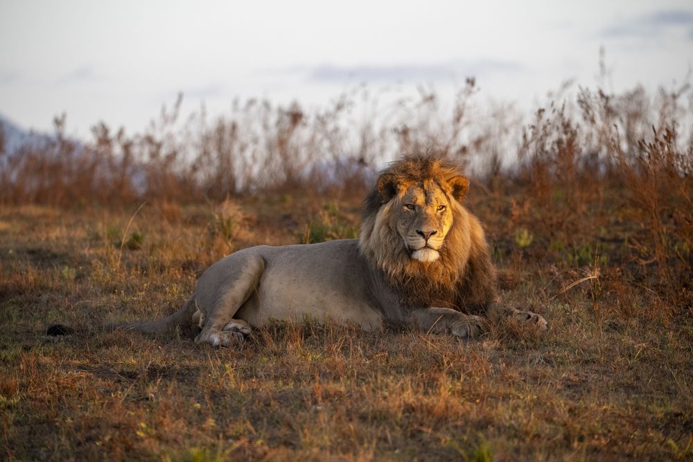 Lion Sunrise
