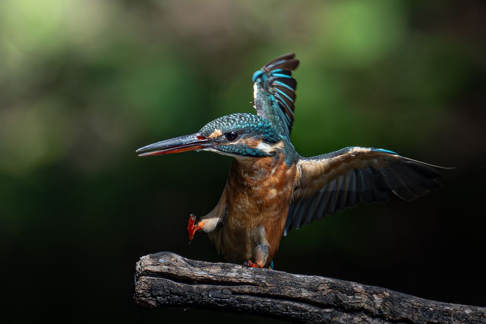 The sound of tiny red feet