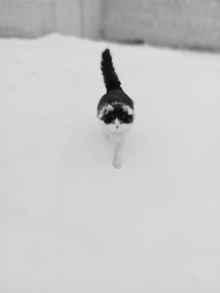 Photograph by Елена Коробченко