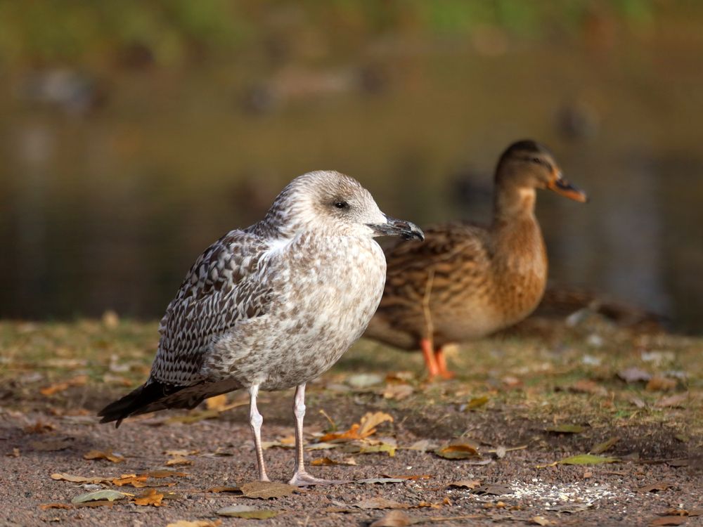 Photograph by Марианна Браун