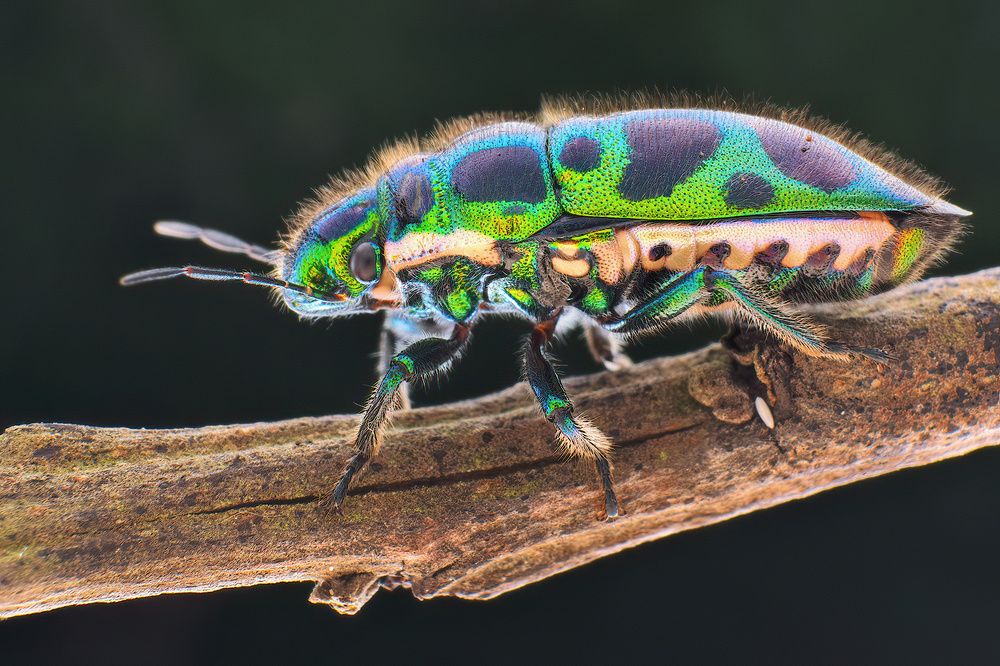 Photograph by Li Chen-You