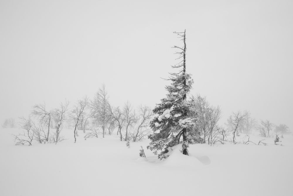 Photograph by Елена Хорохорина