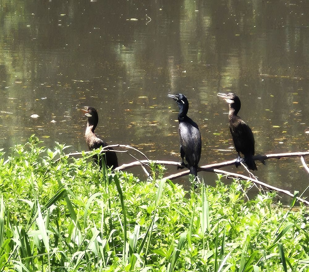 Photograph by Rosane Cortez