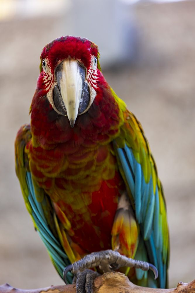 Фотография автора Евгений Цапенко