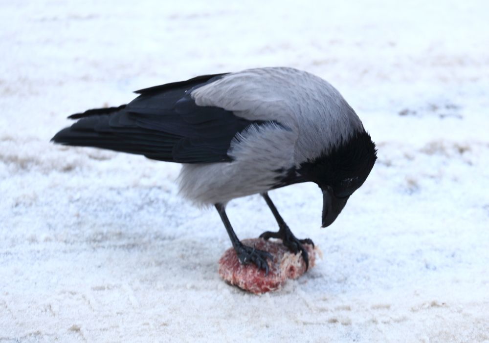 Photograph by Станислав Вершинин