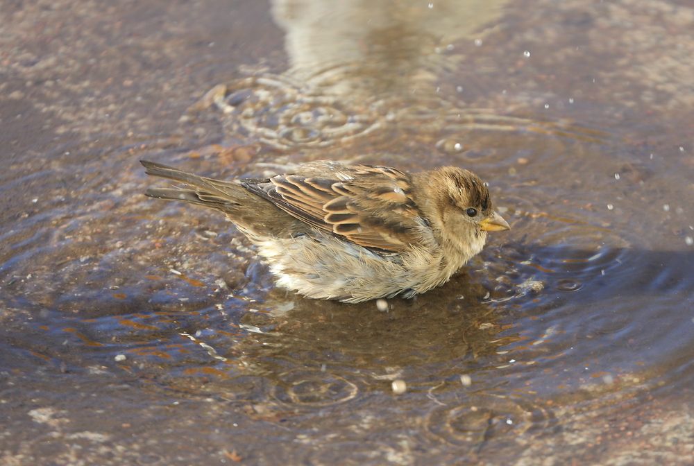 Photograph by Станислав Вершинин