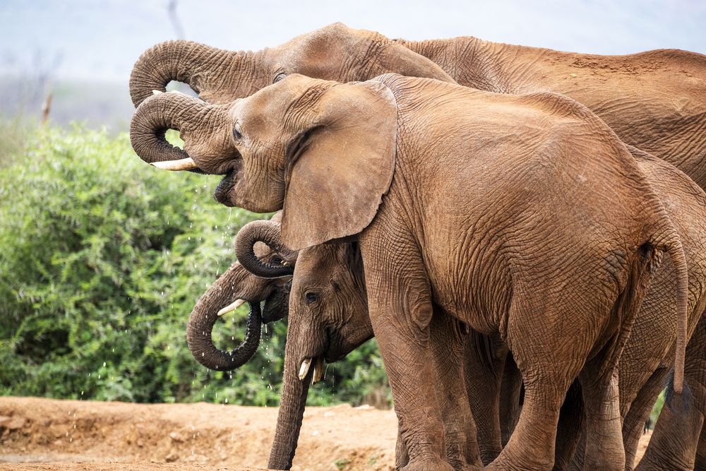 Elephants of Madikwe