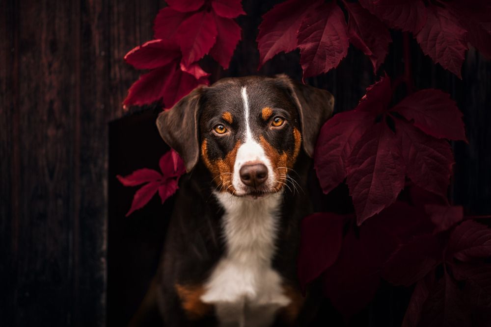 Photograph by Dina Untersee