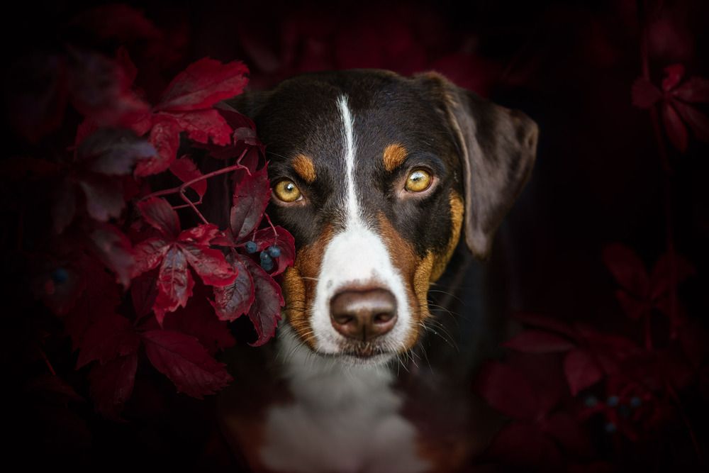 Photograph by Dina Untersee
