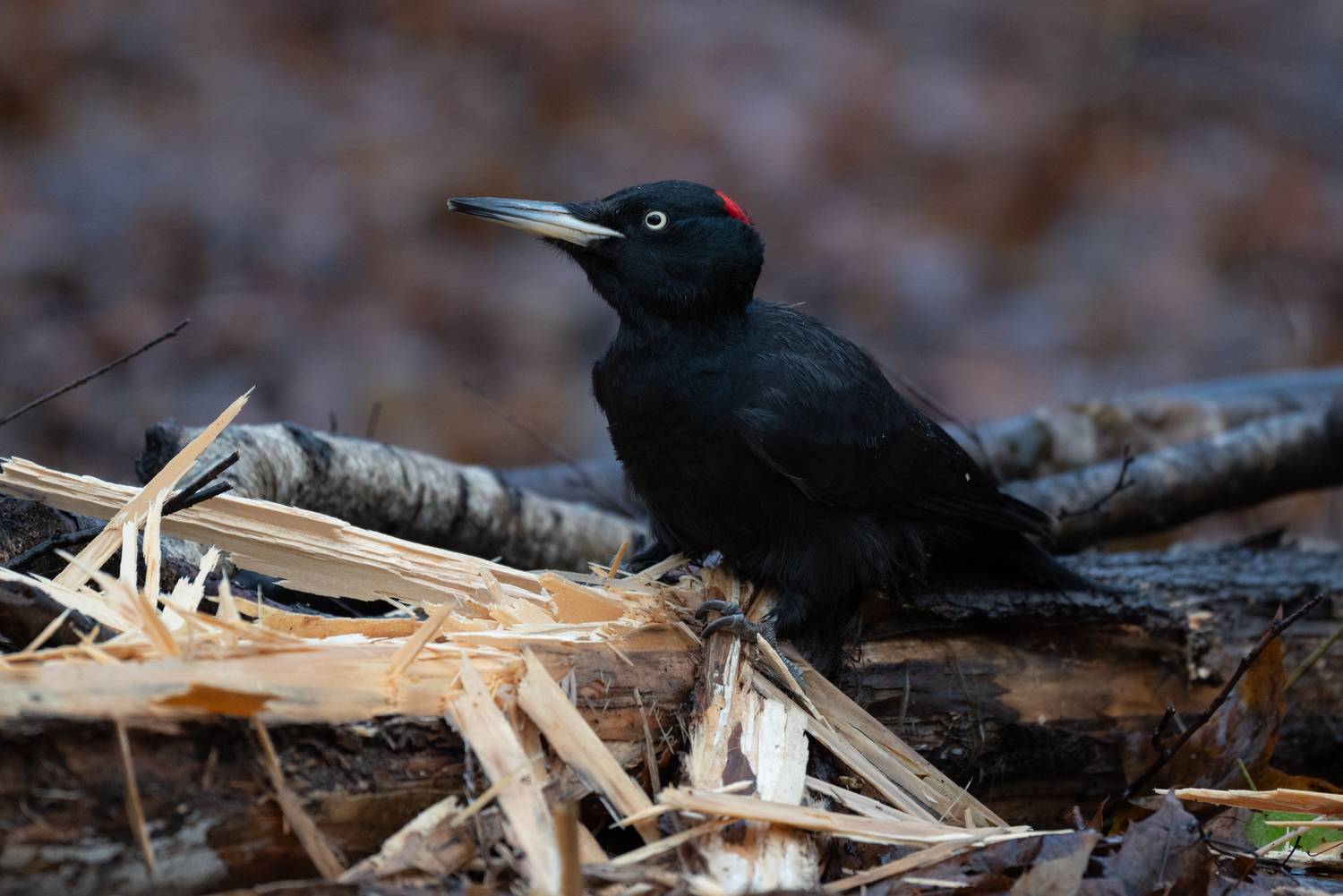 перерыв между работой 1
