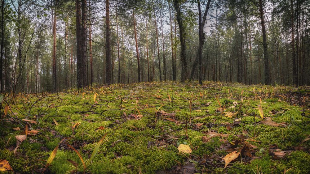 Photograph by ОЛЬГА Груздева