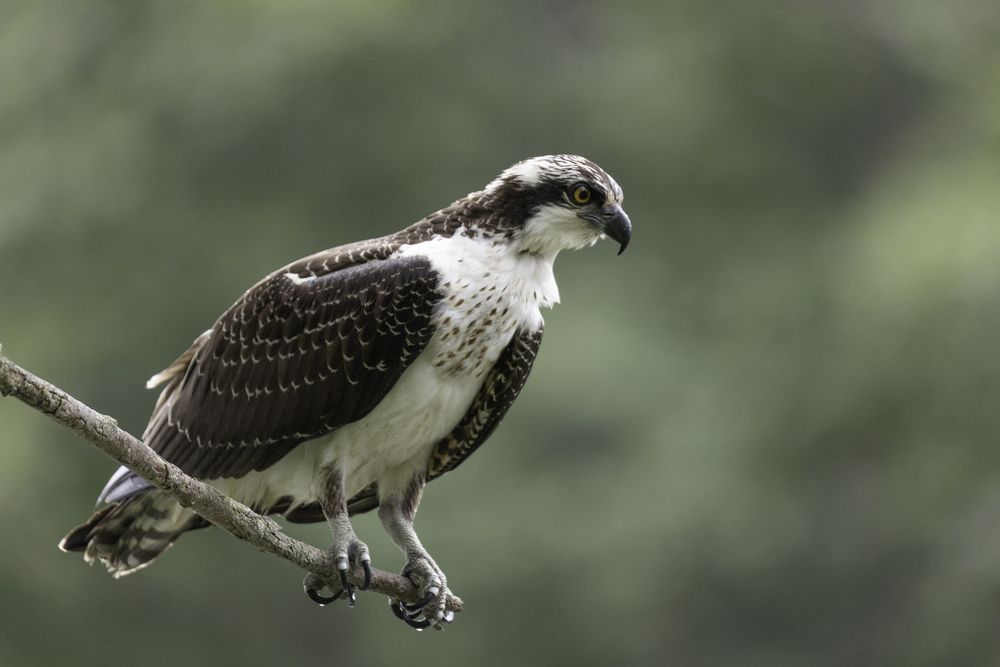 Photograph by ALI Pashang