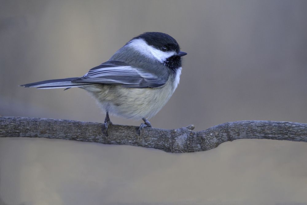 Photograph by ALI Pashang