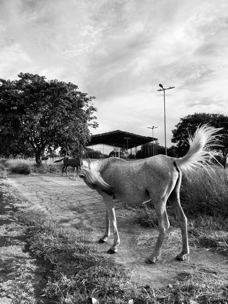 Photograph by Régis Santos