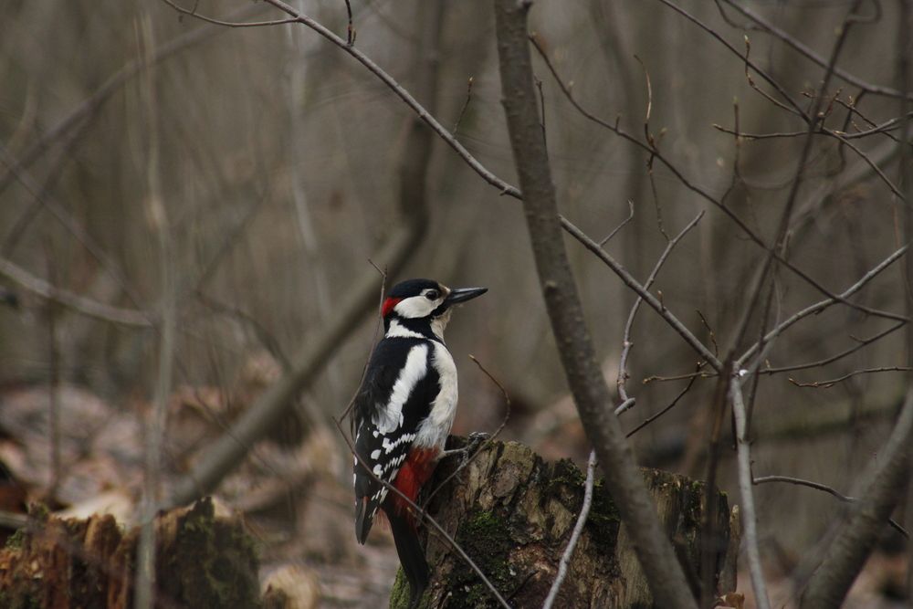 Photo #13144096