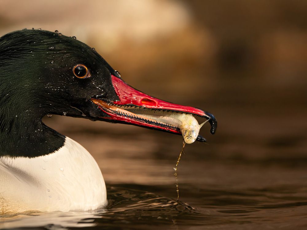Photograph by Sudheer Nunna