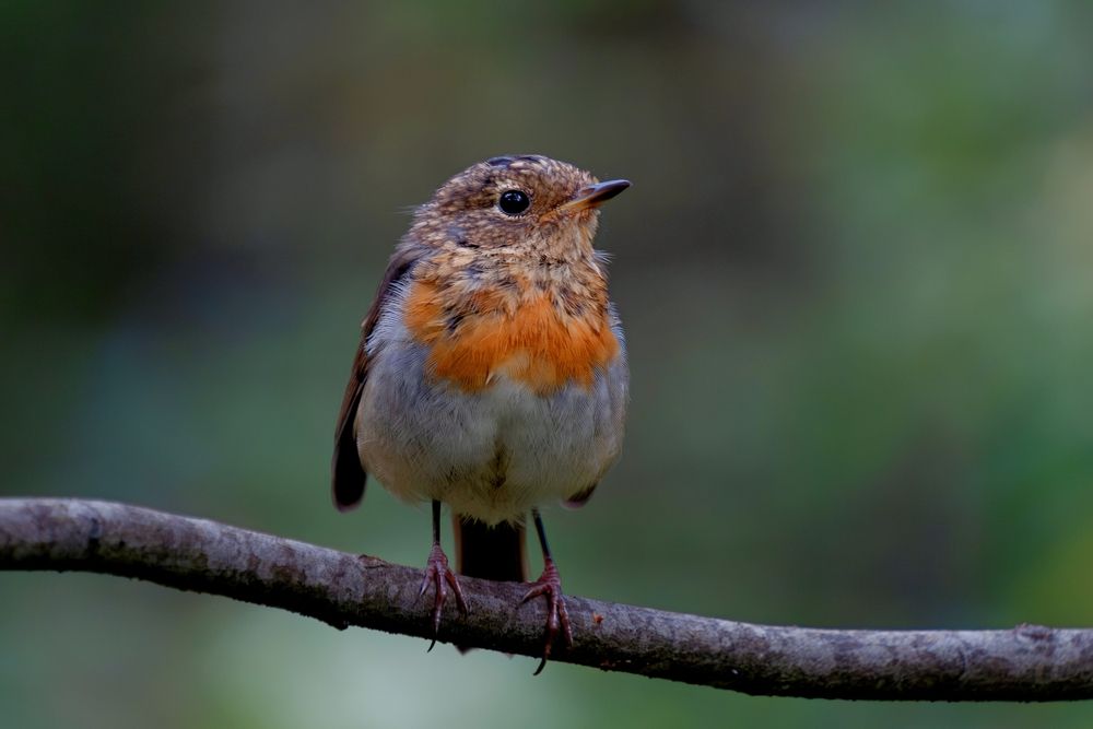 Photograph by Михаил Косолапов