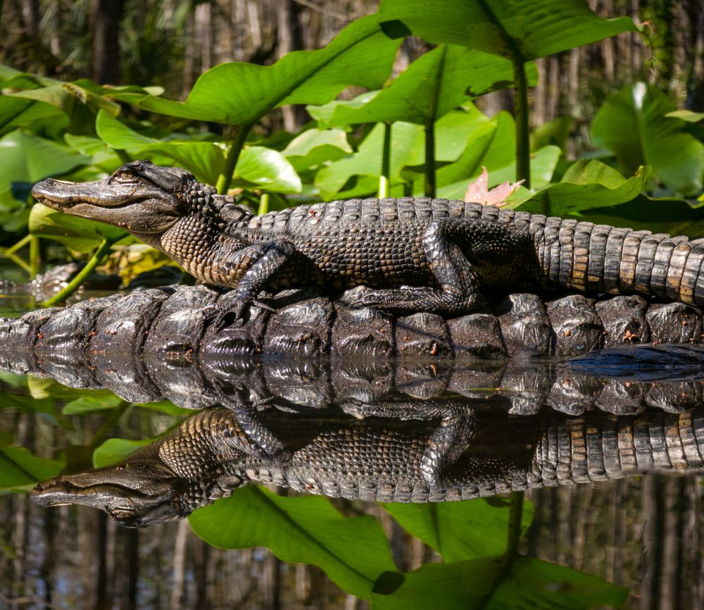Reflected in Her Protection