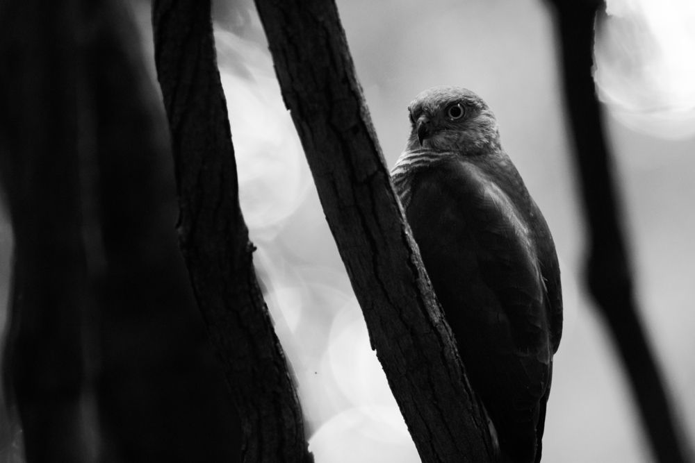 Photograph by Ismail Hassanaly