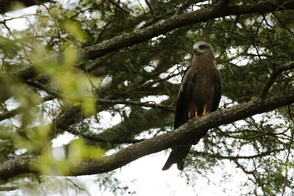 Photograph by Ismail Hassanaly