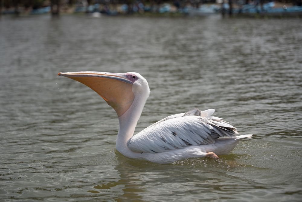 Photograph by Ismail Hassanaly