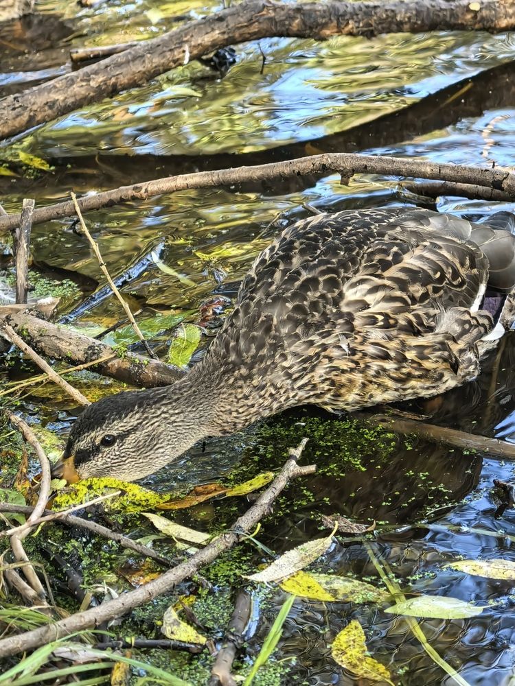Фотография автора Елена Охапкина
