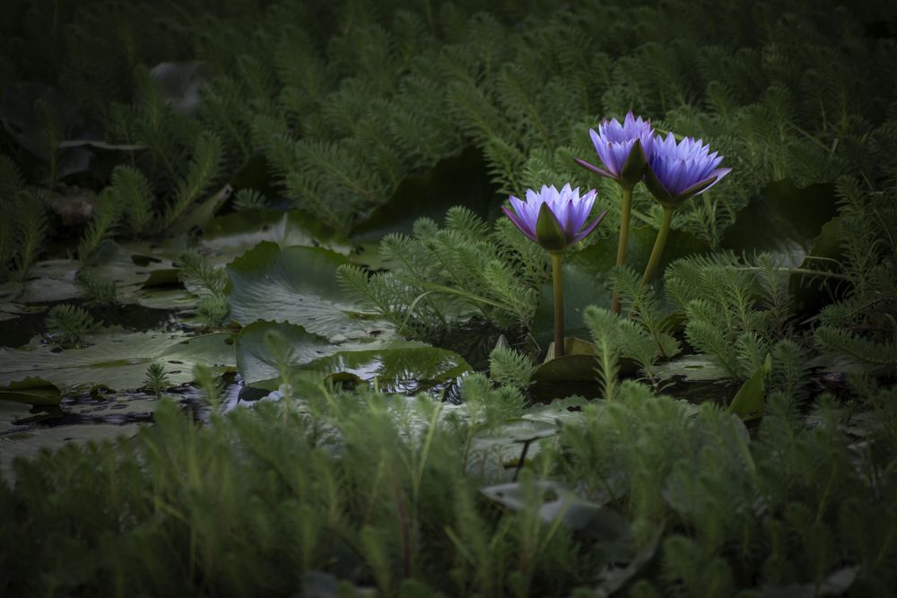 Кувшинки на озере цапель