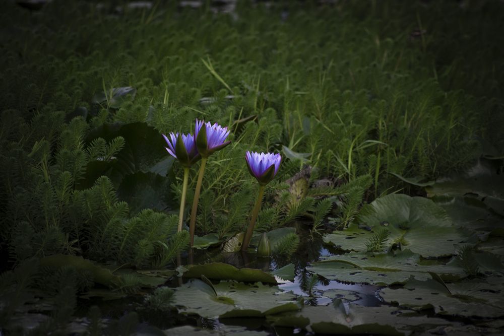 Кувшинки  в заросшем пруду