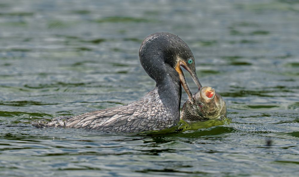 Photograph by Alberto Camardiel
