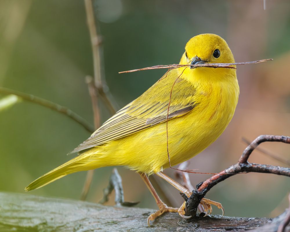 Photograph by Greg Noakes