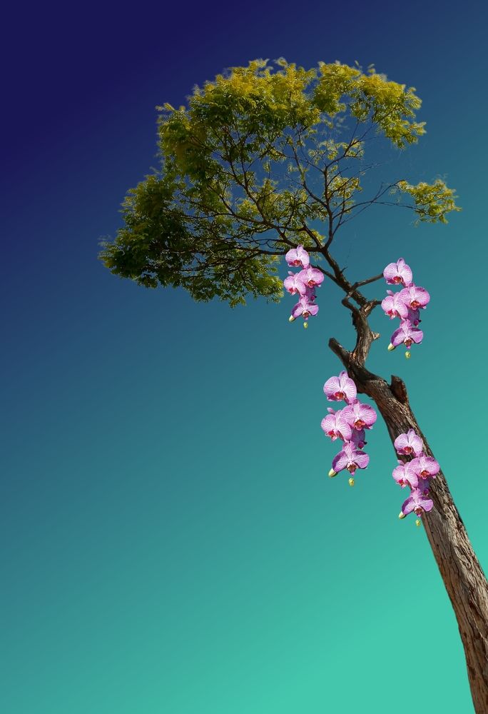 Photograph by Maria da Conceição Queiroz