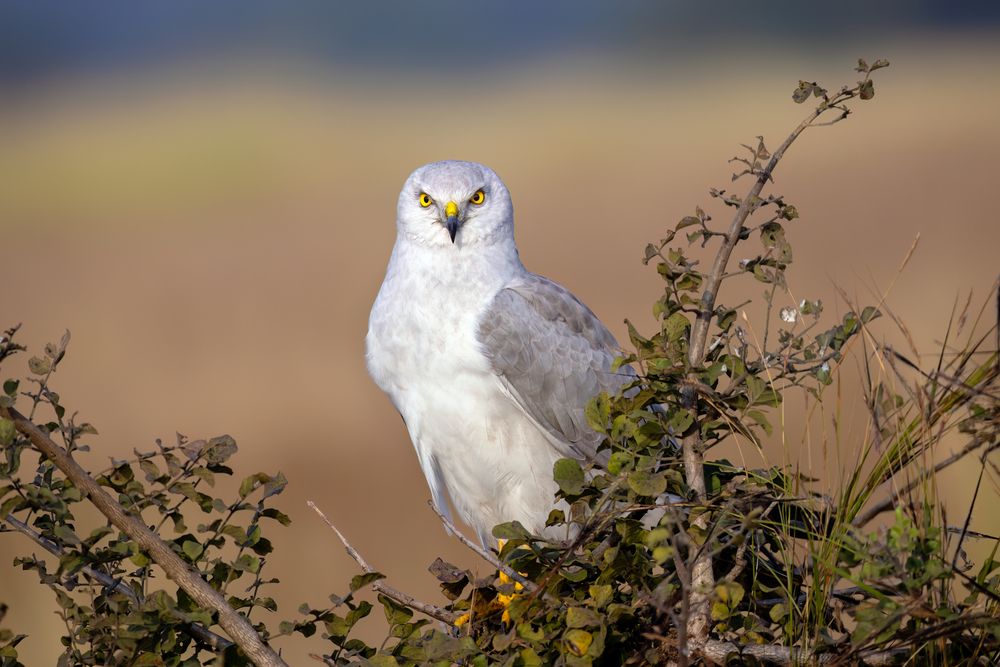 Photograph by Naresh Vadrevu