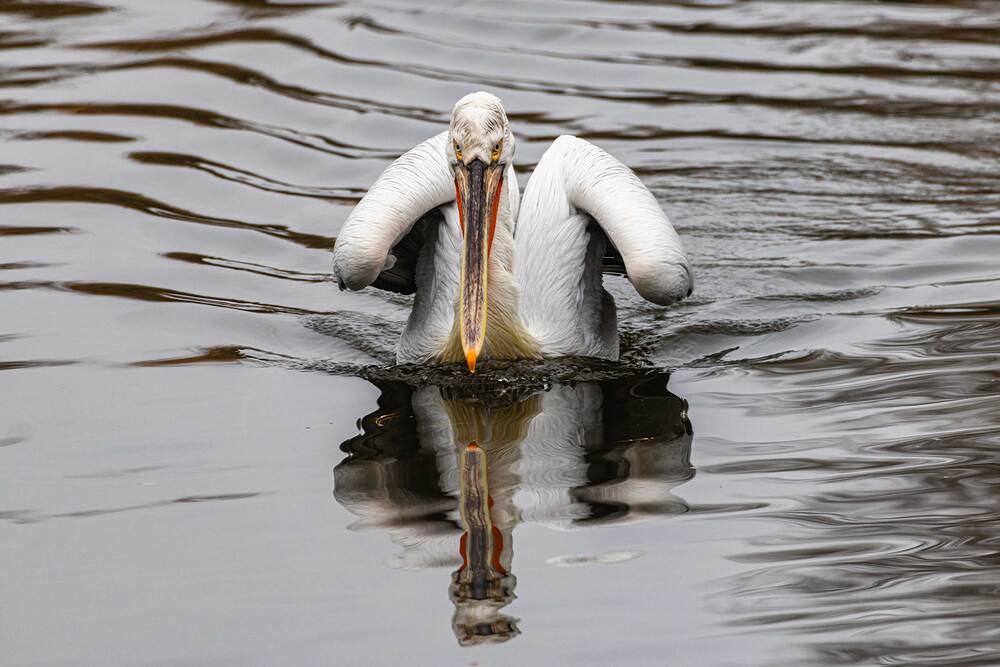 Розовый пеликан