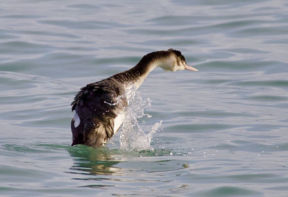 Бег по воде