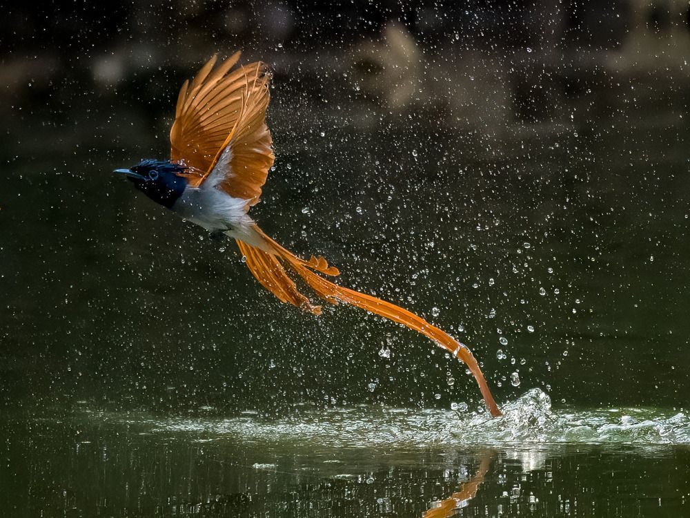 Indian Paradise Flycatcher