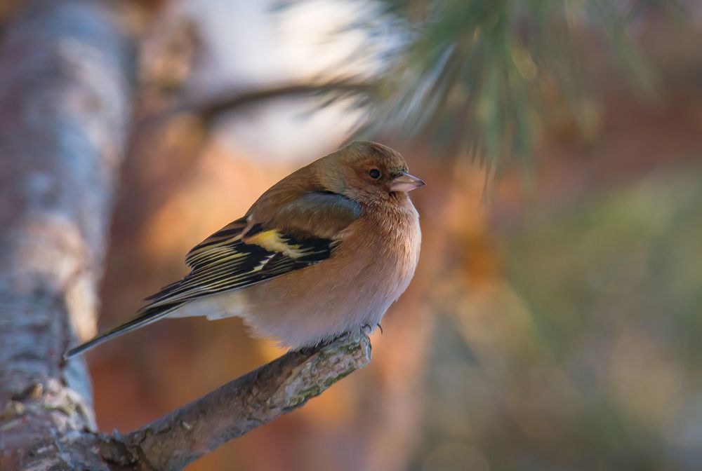 Photograph by Сергей Пидронов