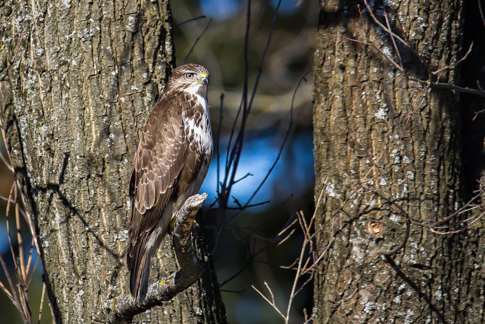 Photograph by Сергей Пидронов