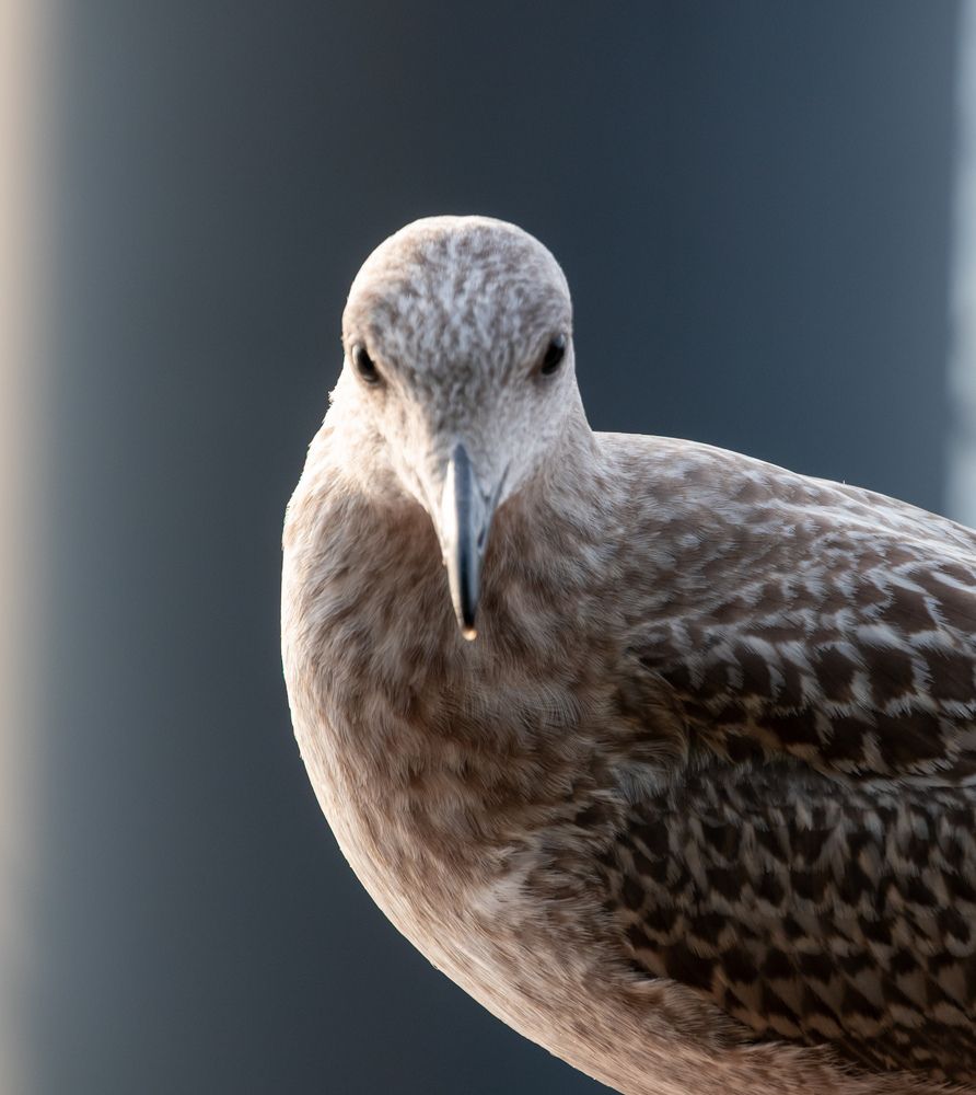 Photograph by Даниил Пузаков