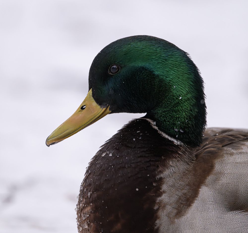 Photograph by Дмитрий Емельянов