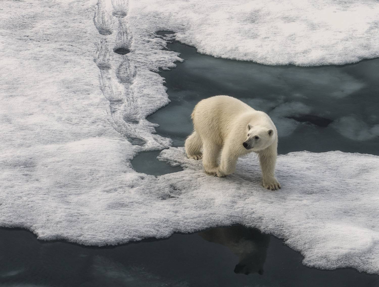 Фотография #13144821