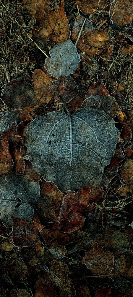 Photograph by Галина Перепечаева