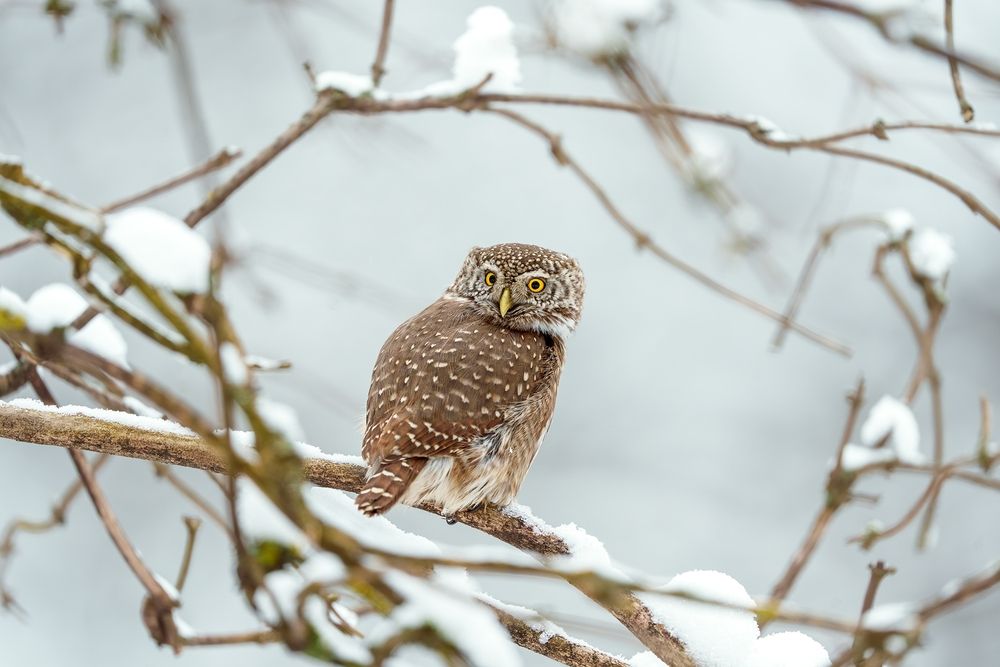 Высоко сижу - далеко гляжу