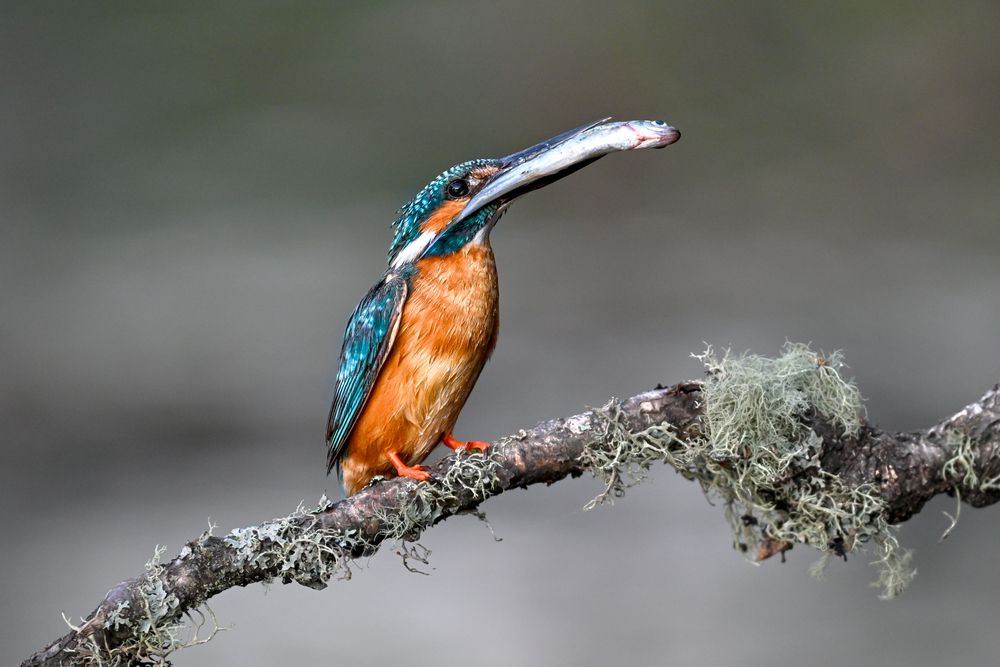 Photograph by Евгений Бочкарев