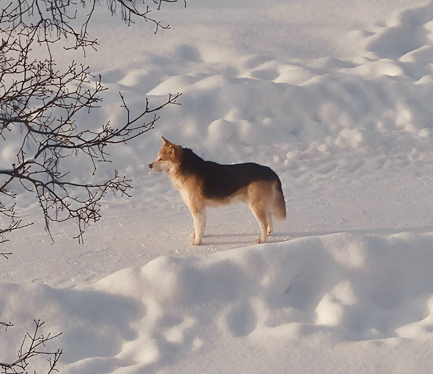 западно сибирская лайка рыжая западно сибирская лайка рыжая