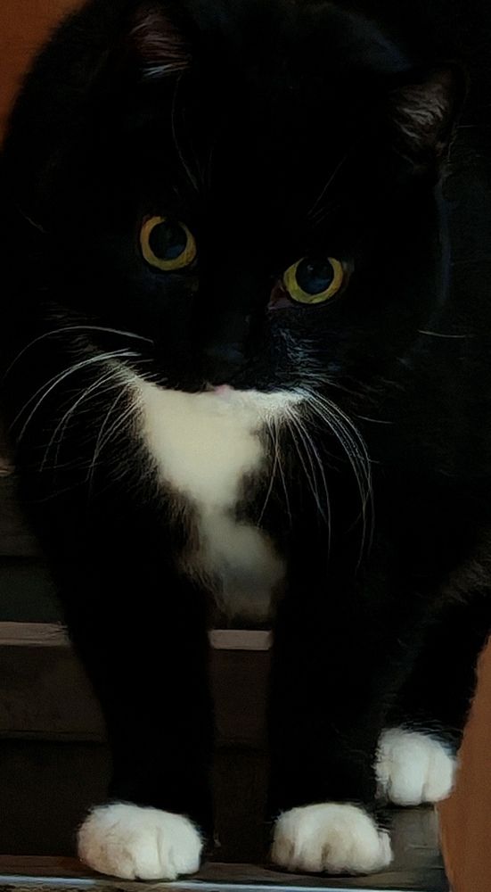 У меня лапки