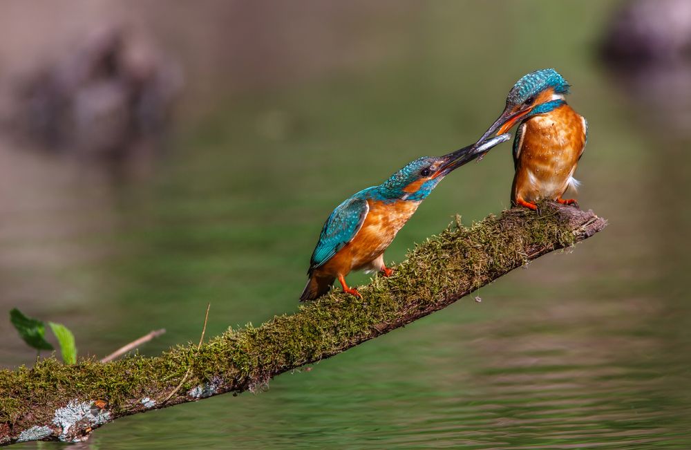 Свадебный подарок